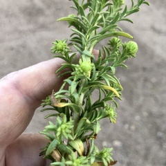 Deinandra floribunda