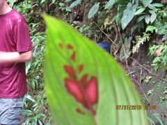 Columnea consanguinea