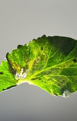 Liriomyza fricki