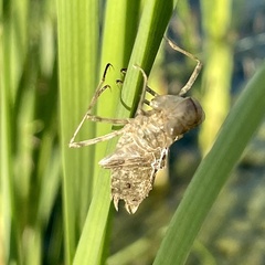 Pantala