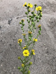 Deinandra floribunda