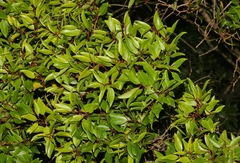 Metrosideros tremuloides