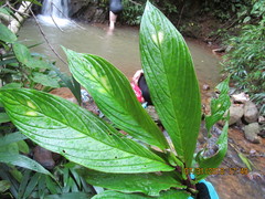 Columnea consanguinea