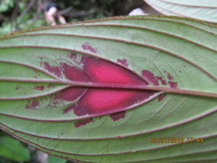 Columnea consanguinea