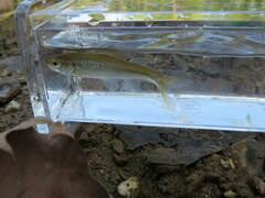 Luxilus chrysocephalus