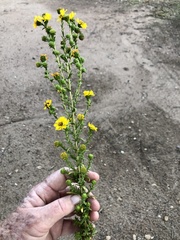 Deinandra floribunda