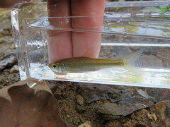 Luxilus chrysocephalus