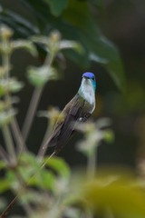 Saucerottia cyanocephala
