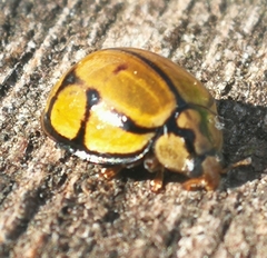 Harmonia testudinaria