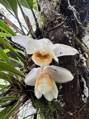Stanhopea ecornuta