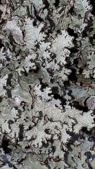 Platismatia tuckermanii