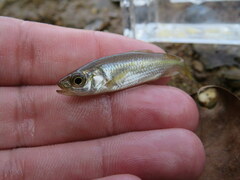 Luxilus chrysocephalus