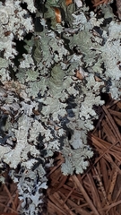 Platismatia tuckermanii