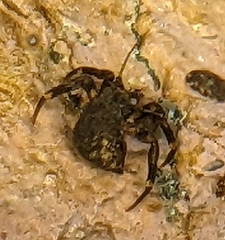 Pagurus hirsutiusculus