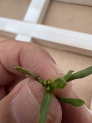 Melampodium sericeum