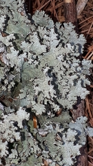 Platismatia tuckermanii