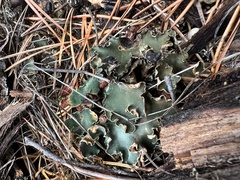 Peltigera malacea