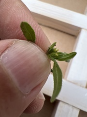 Melampodium sericeum