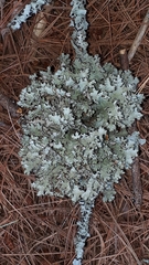 Platismatia tuckermanii