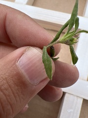 Melampodium sericeum