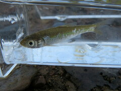 Luxilus chrysocephalus