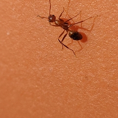 Formica pallidefulva
