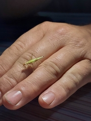 Oecanthus niveus