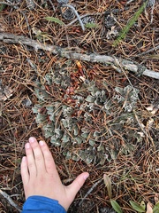 Peltigera malacea