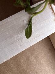 Melampodium sericeum