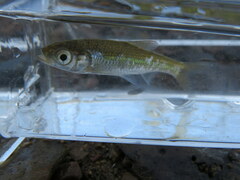 Luxilus chrysocephalus