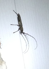 Cerambycoidea