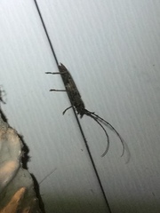 Cerambycoidea