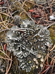 Peltigera malacea