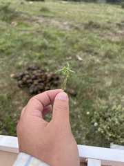 Melampodium sericeum