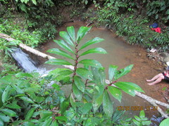 Columnea consanguinea