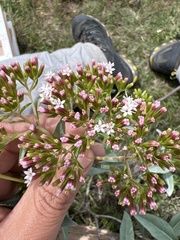 Stevia