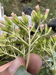 Stevia