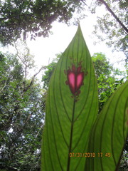 Columnea consanguinea