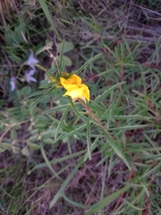 Oenothera berlandieri