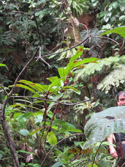 Columnea consanguinea