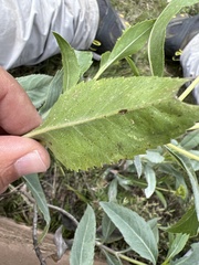 Stevia