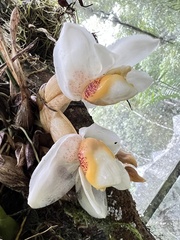 Stanhopea ecornuta
