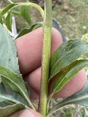 Stevia