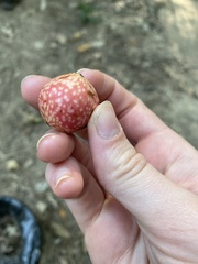 Amphibolips