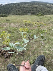 Stevia