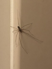 Pholcus phalangioides