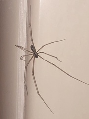 Pholcus phalangioides