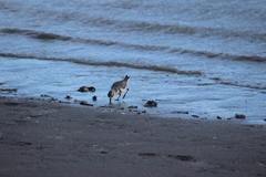 Charadrius falklandicus