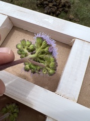 Ageratum corymbosum