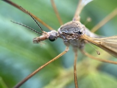 Tipula paludosa